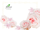 033｜The beauty of Florever Preserved Flowers