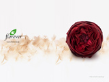 040｜The beauty of Florever Preserved Flowers