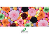 051｜The beauty of Florever Preserved Flowers