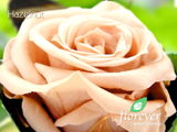 007｜The beauty of Florever Preserved Flowers