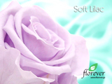 008｜The beauty of Florever Preserved Flowers