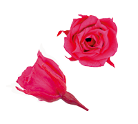 58-Fuchsia Pink