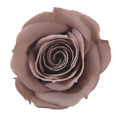 Brown Gray