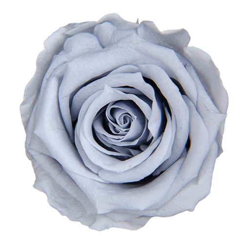 Silky Gray