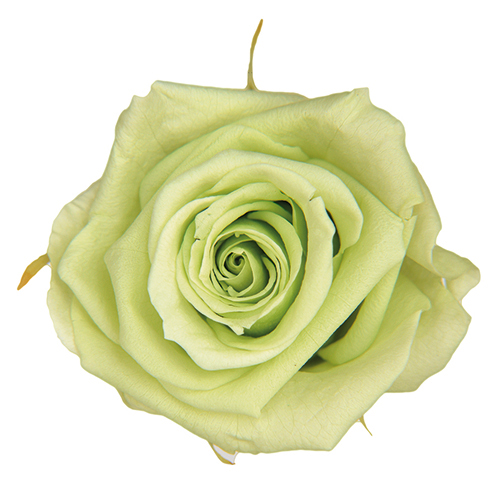 Citrus Green