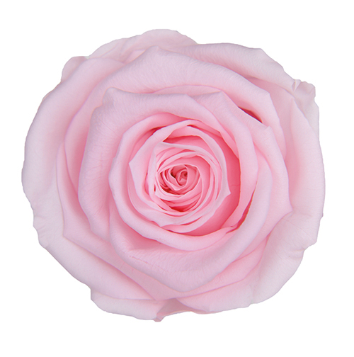 Milky Pink