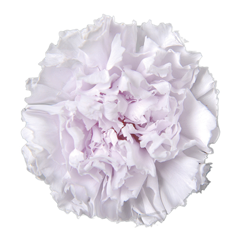 Lavender Fizz