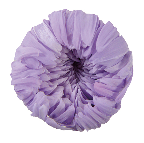 Soft Lilac