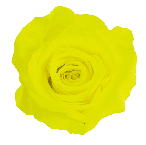 Neon Yellow