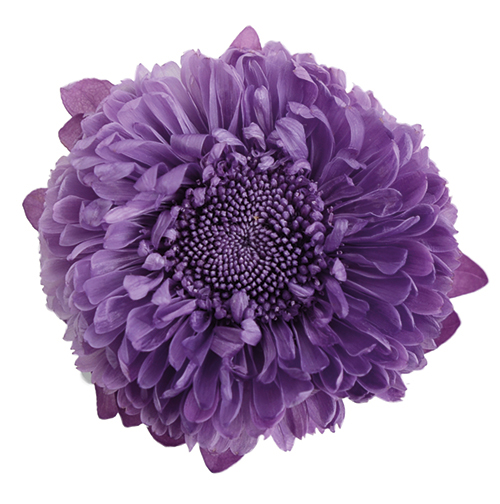 Violet