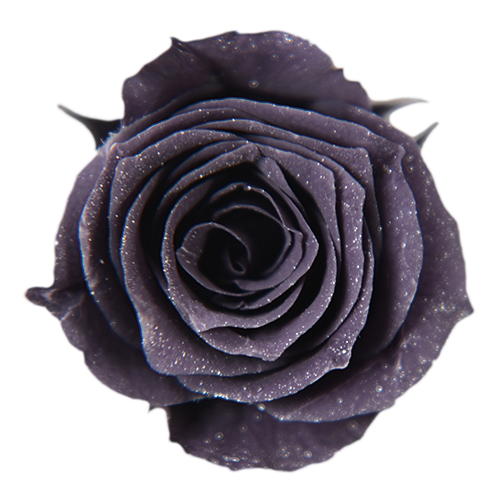 Dark Purple