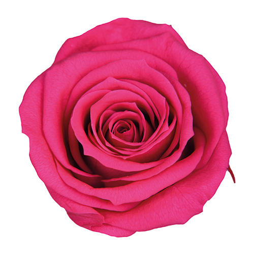 Fuchsia Pink