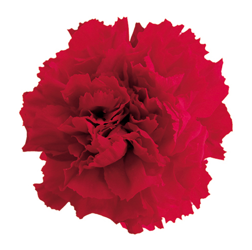 Cherry Red