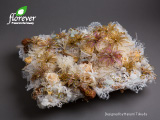 092｜The beauty of Florever Preserved Flowers